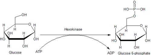 Action of Hexokinase on Glucose