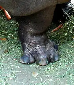 Hippopotamuses have all four toes pointing out.