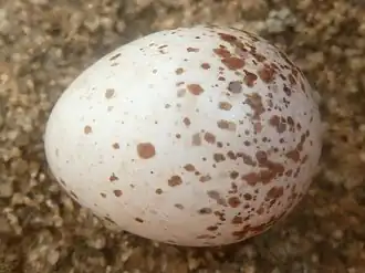 Egg