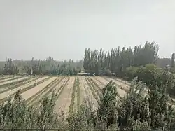 Farmland near Hotan City