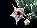 Huernia piersii