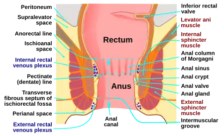 Anatomy of the human anus