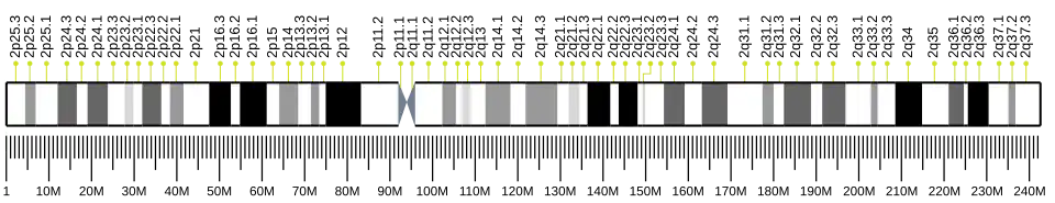 Chromosome 2 (human)