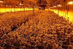 Large indoor growing of cannabis