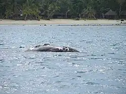 Rare southern right whale at Île Sainte-Marie.