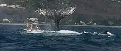 Humpback whales off Saint-Gilles, Réunion