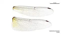 Female wings