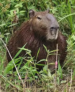 Brown capybara