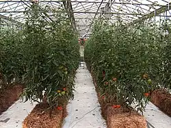 Hybrid tomatoes growth by hydroponic methods on straw bales