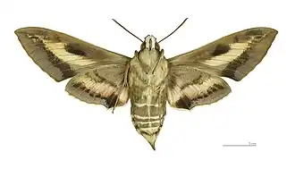 Female