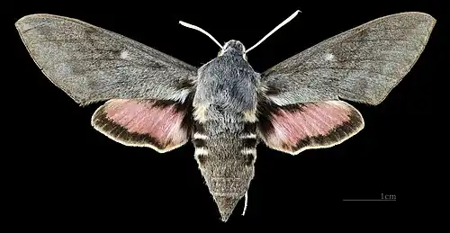 Female dorsal
