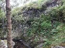 Hymenophyllum wilsonii habitat. Near Kendal, Cumbria, England.
