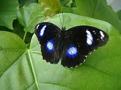 Hypolimnas bolina butterfly.