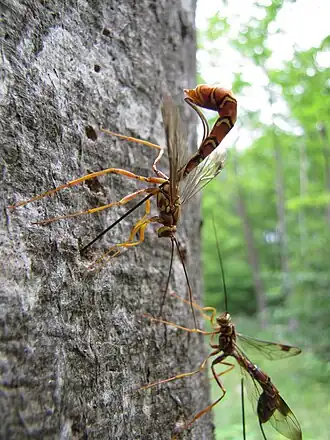 The parasitoid wasp Megarhyssa macrurus ovipositing into host through wood. Her body is c. 50 mm long, her ovipositor c. 100 mm.