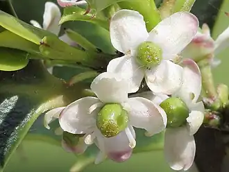Other holly plants only have 'female' flowers that produce ovules.