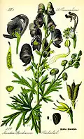 Wolfsbane or aconite, Aconitum napellus (virulent poison)