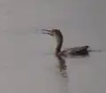 Indian Cormorant