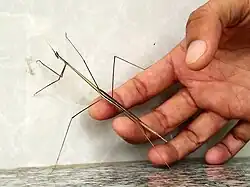 Indian Stick Mantis Size