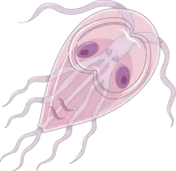 Trophozoite of Giarda intestinalis