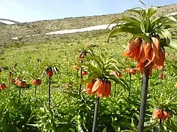 Inverted Tulips, Siasard Area