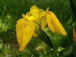 Iris pseudacorus, yellow iris.