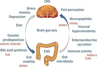 Model showing factors of irritable bowel syndrome.