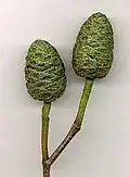 Female (seed) catkins