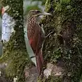 Ivory-billed woodcreeper (Xiphorhynchus flavigaster), Veracruz, Mex. (2014).