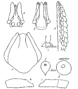 Anatomical features of adult female of Ixodes holocyclus