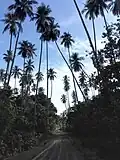 Path with surrounding coconut trees