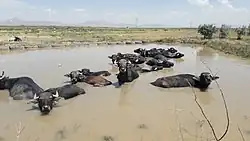 Water buffalo in the village of Sahlan