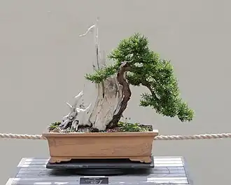 As bonsai
