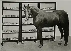Beautiful Jim Key presented as an attraction at the 1904 World's Fair