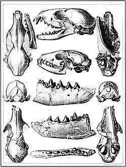 Top, side, bottom and close-up views of a fossil skull. The skull has a flat top with a short snout and prominent canines.