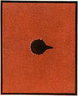 Uroplates fimbriatus (Turned)