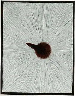 Lygosoma Quoyi (Turned)