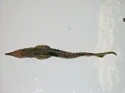 Juvenile lake sturgeon Goulais Bay, Lake Superior