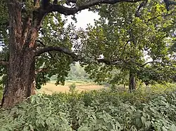 Kathikund Wilderness area