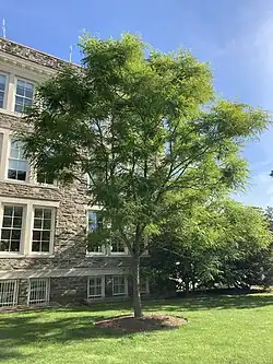 Kentucky coffeetree.