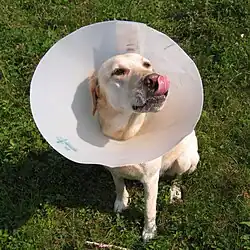 Licking the nose wearing an Elizabethan collar.[13]