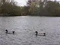 Two mallard drakes swimming on the lake