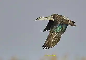 Flying knob-billed duck / comb duck at Chilika Lake, Odisha, India