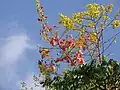 Flowers and legumens in the top of a tree in São Paulo Brazil