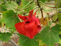 A closeup of a red flower and leaves of Kokia cookei