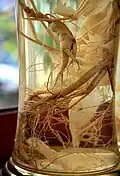 sansam-ju (wild ginseng liquor)
