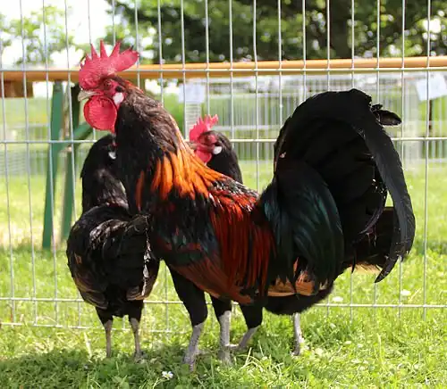 Bantam cock and hens
