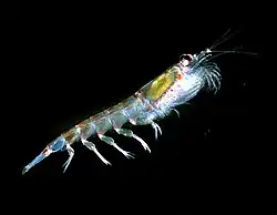 A krill larva is zooplankton, though an adult (shown) is nekton