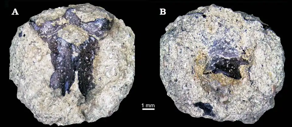 Kulgeriherpeton ultimum