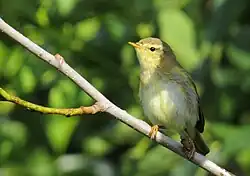 Willow warbler, Hornborgasjön, Västergötland