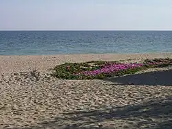 Flowers on the sand of La Antilla beach